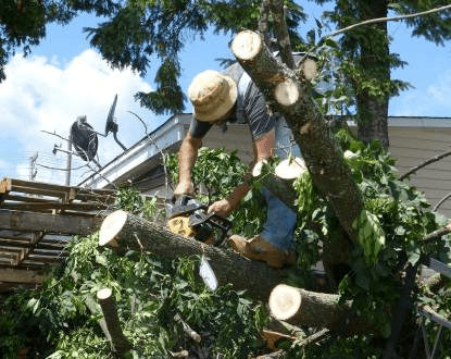 TREE TRIMMING